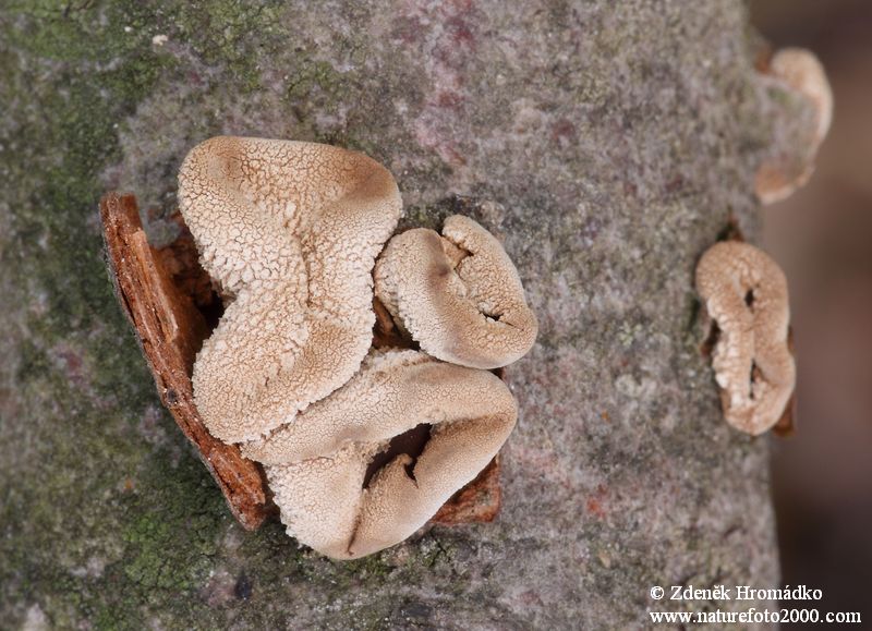 kornice otrubičná, Encoelia furfuracea (Houby, Fungi)